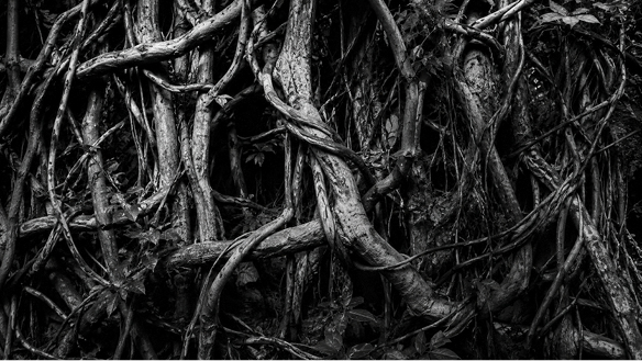 Tangled tree roots, representing complexity in business growth